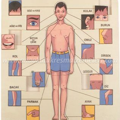 Vücudumuzu Tanıyalım Puzzle